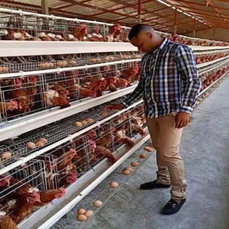 Cheap Price Poultry Farm 10000 - Farming Africa recensie en prijs