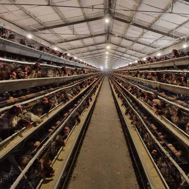 Cheap Price Poultry Farm 10000 - Farming Africa recensie en prijs