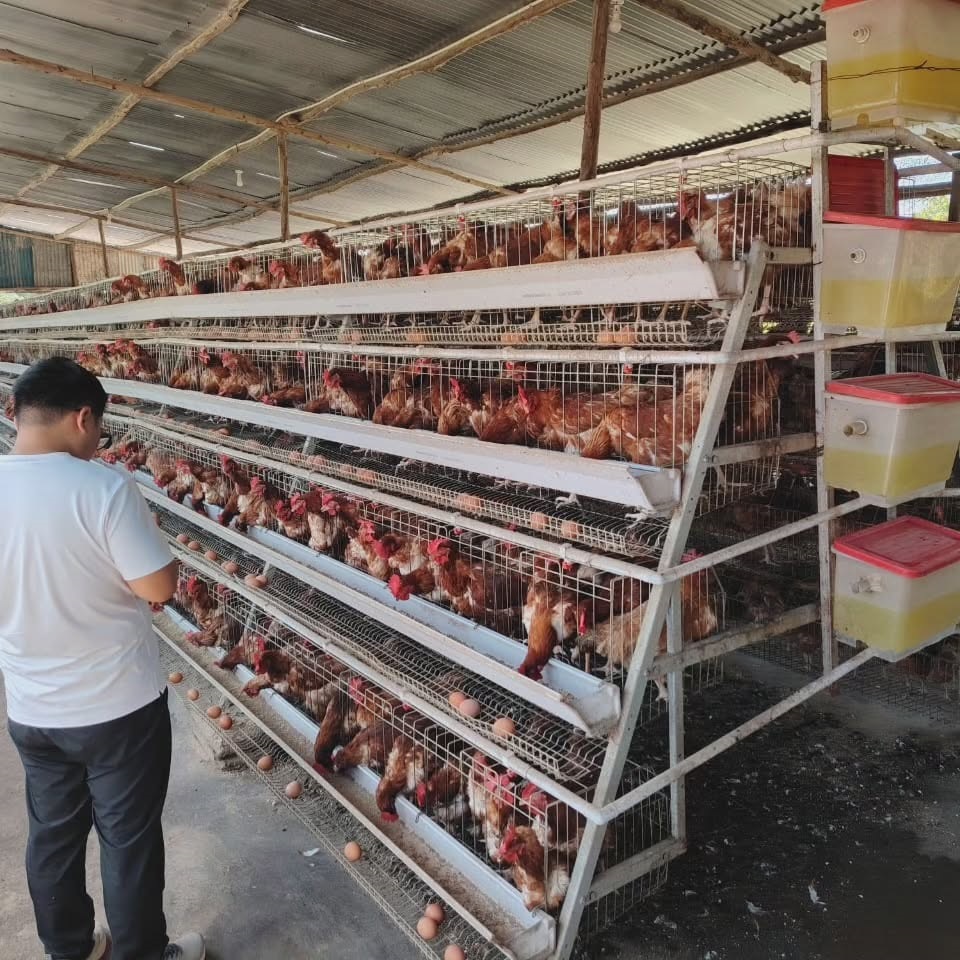 Cheap Price Poultry Farm 10000 - Farming Africa recensie en prijs