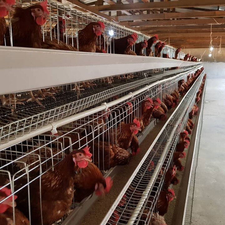 Cheap Price Poultry Farm 10000 - Farming Africa recensie en prijs