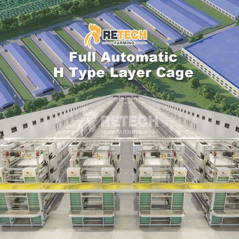 Automatic H Type Layer Cage So - Farming Africa recensie en prijs