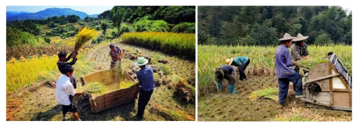 Family Use Agricultural Machin - Agriculture Farming Rice recensie en prijs