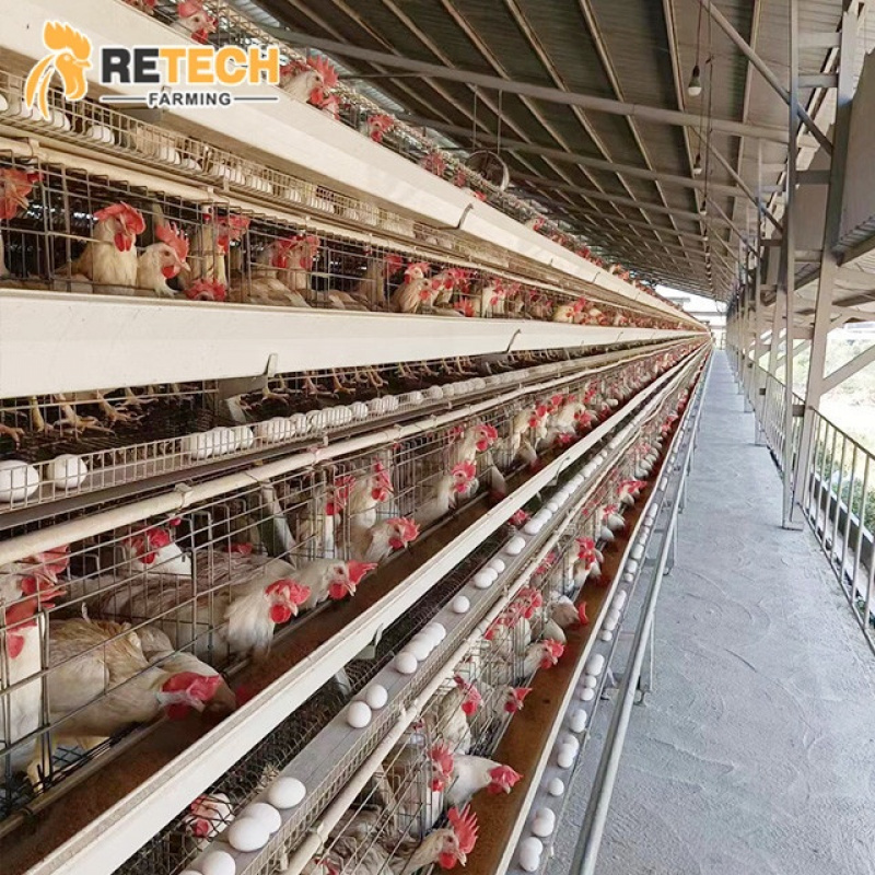 Automatic A Type Layer Chicken - Farming Africa recensie en prijs